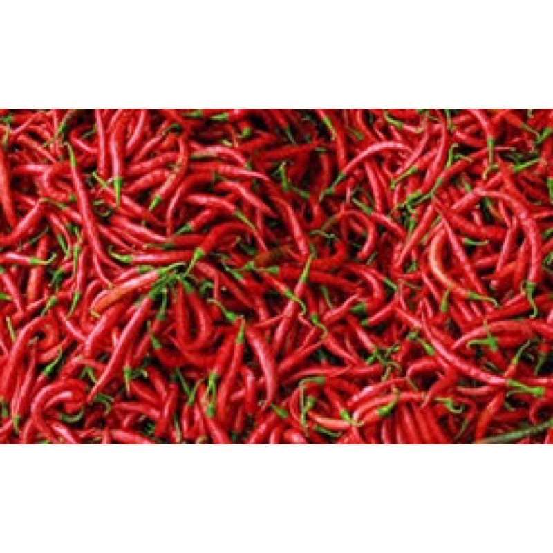 

cabe merah dan cabe rawit hijau dan merah