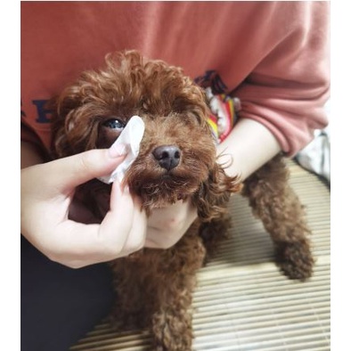 PET WIPES TISU BASAH PEMBERSIH MATA KUCING ANJING PEMBERSIH ISI 130PCS