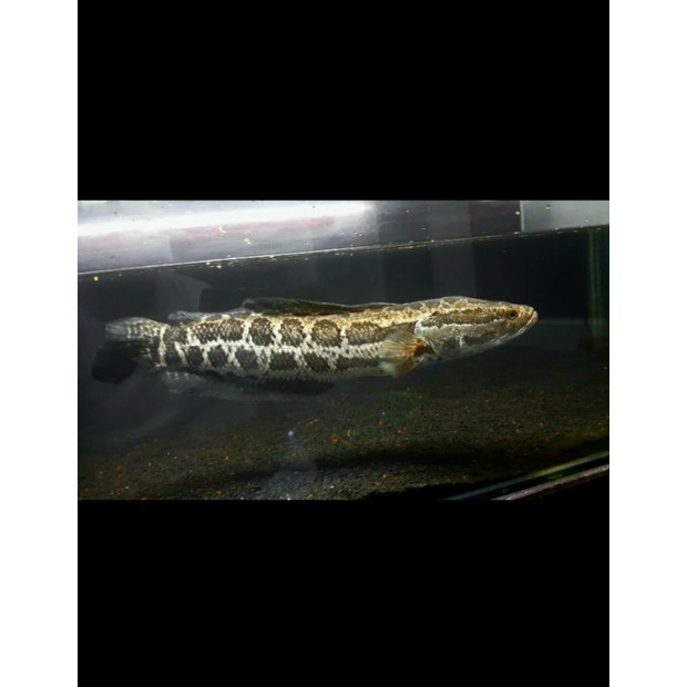 channa argus big size 35cm up