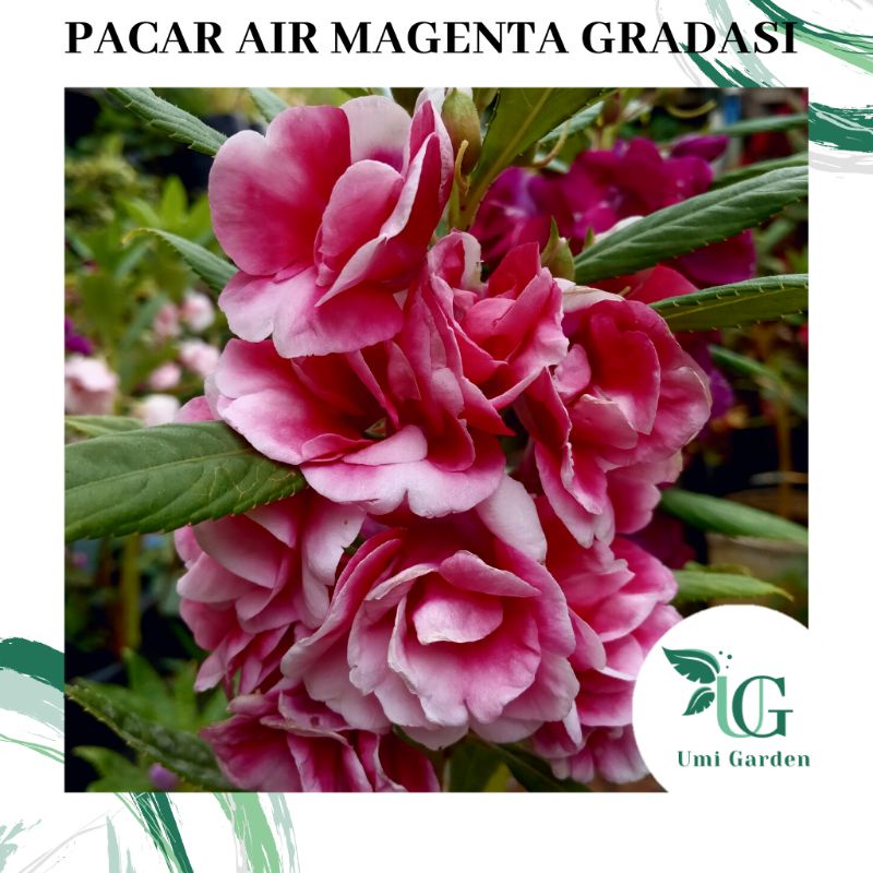 5 Biji Benih Bunga Pacar Air Impatiens Balsamina Magenta Gradasi