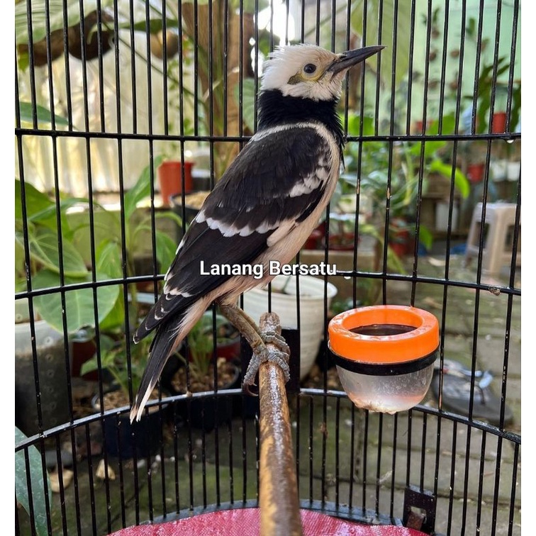 Burung jalak hongkong sudah bunyi