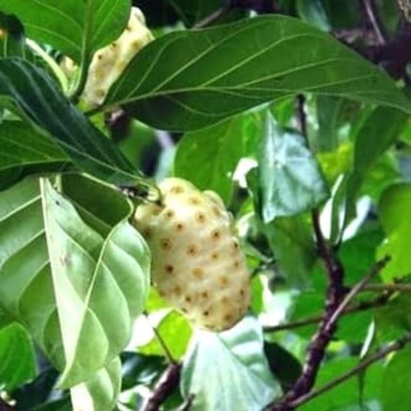 DAUN MENGKUDU/CANGKUDU SEGAR 1 KG