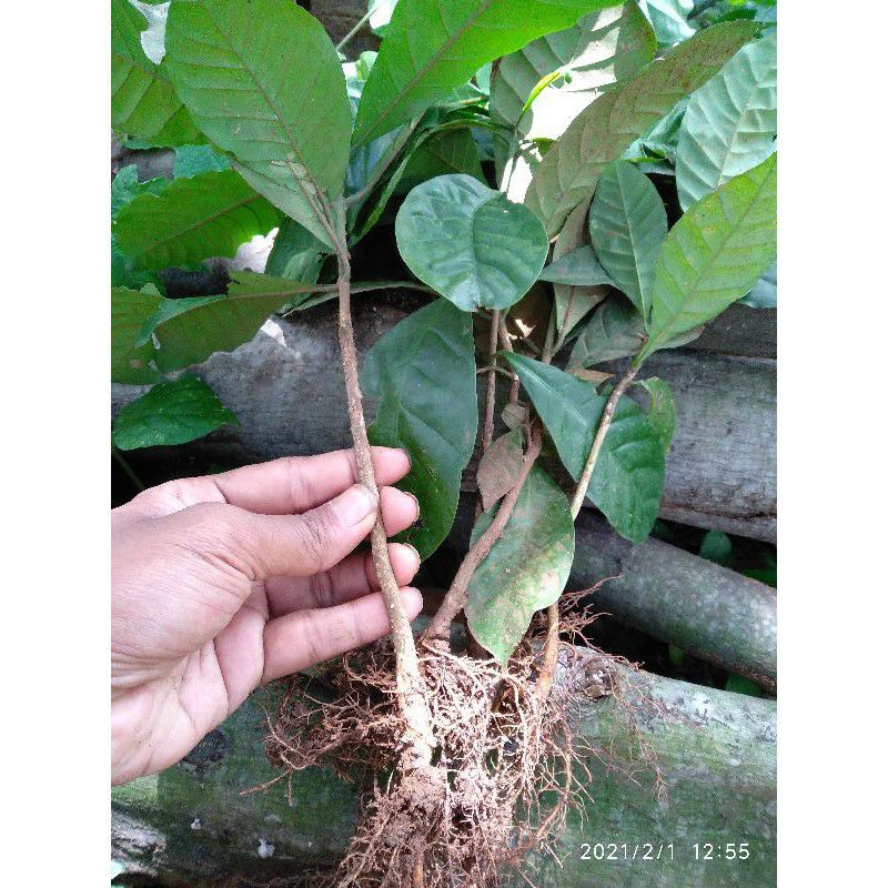 50 Bibit Kopi Robusta Cabutan / Bibit Pohon Kopi Robusta
