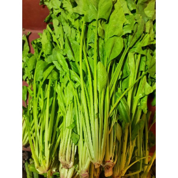 

[250gr] Horenzo/Poling/Bayam Jepang