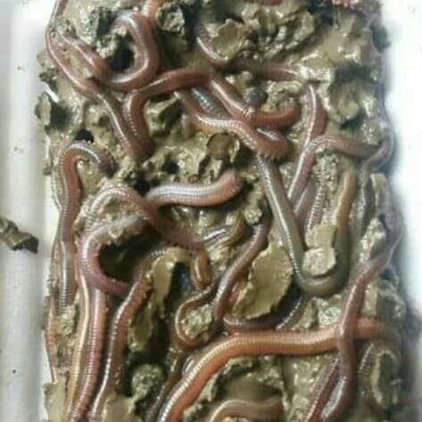 CACING LAUT SUPER BERKUALITAS TINGGI