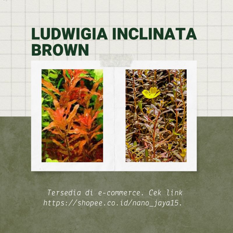 Ludwigia inclinata brown (tanaman aquascape)