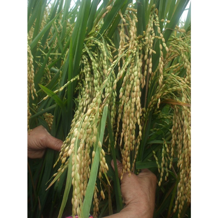M4ntap PUPUK ORGANIK HAYATI CAIR BIOAKTIVATOR BIO7 PADI (PALAWIJA) 1 LITER *e: