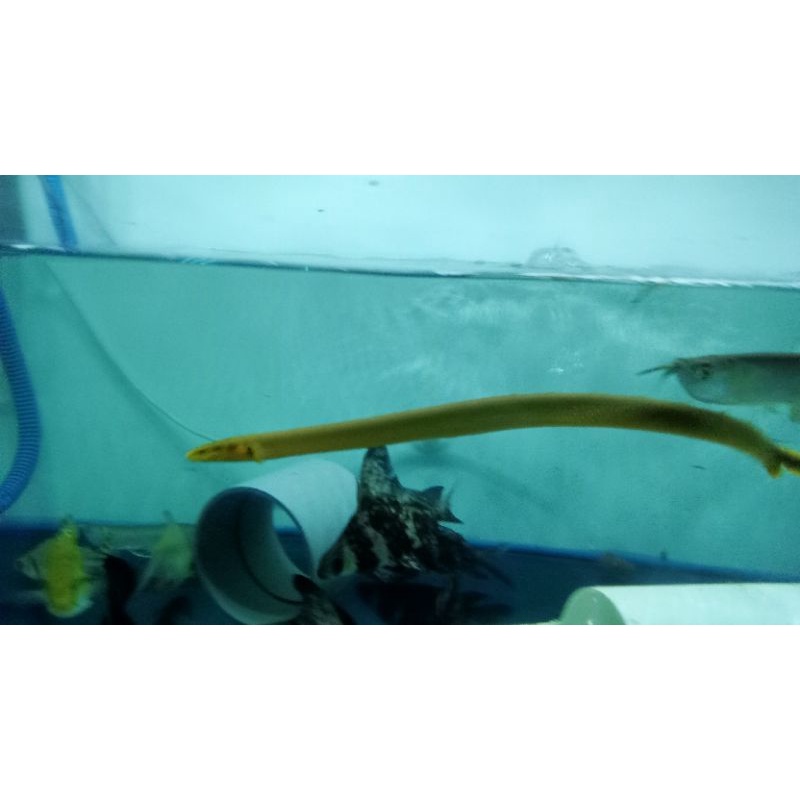 Palmas Tali (Ropefish)