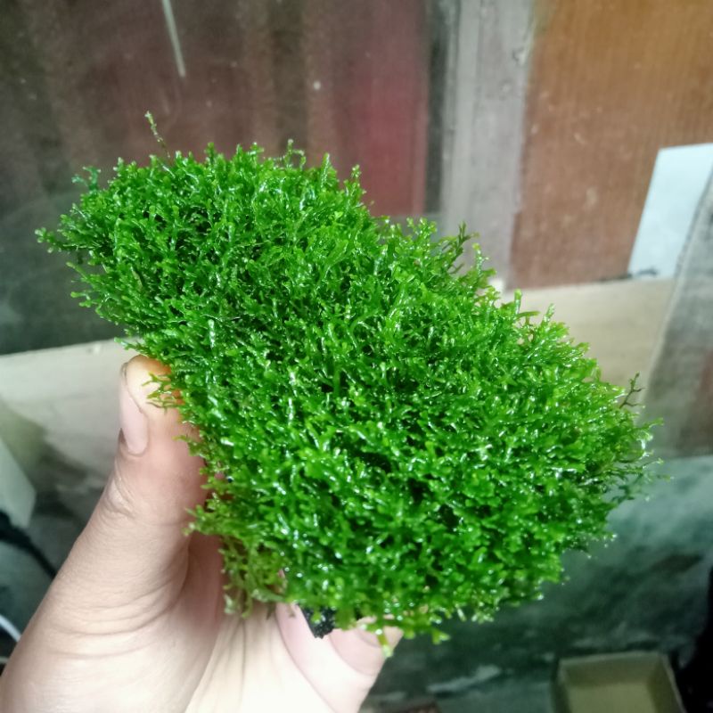 Moss Ricardia Lempeng Tanaman Aquascape Hiasan Aquarium Dekorasi Akuarium Full Air