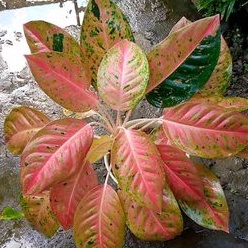 Aglonema Big Roy Rimbun