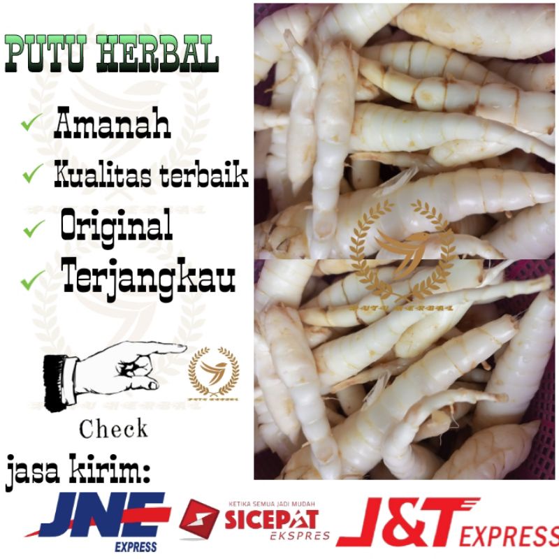 

Umbi Garut atau | Umbi Terigu fresh 1kg