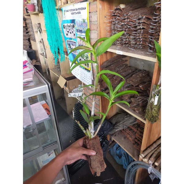 Anggrek dendrobium superbiens tinggal gantung saja