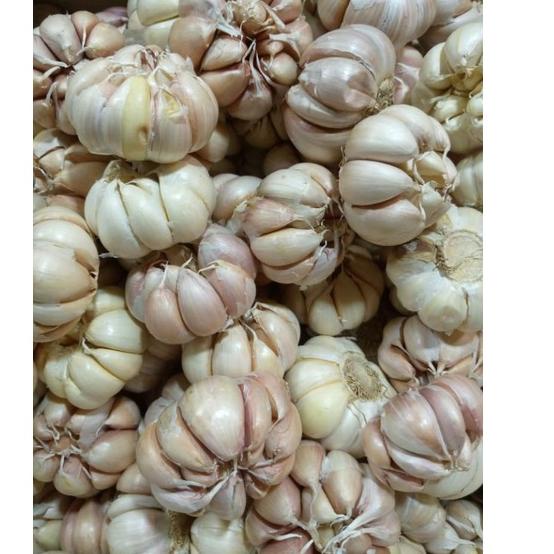 

Diskon Heboh--BAWANG PUTIH HONAN/BANCI 1KG
