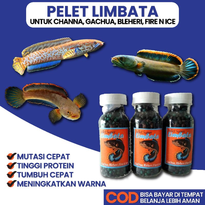 pelet untuk limbata gachua bleheri fire and ice