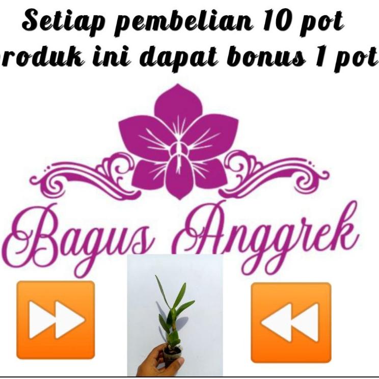 Murah Dendrobium capung Kalimantan