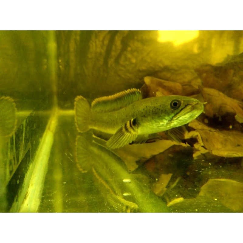 LIMBATA WC GONDRONG RIM TEBAL/7-15cm + BONUS PATUNG