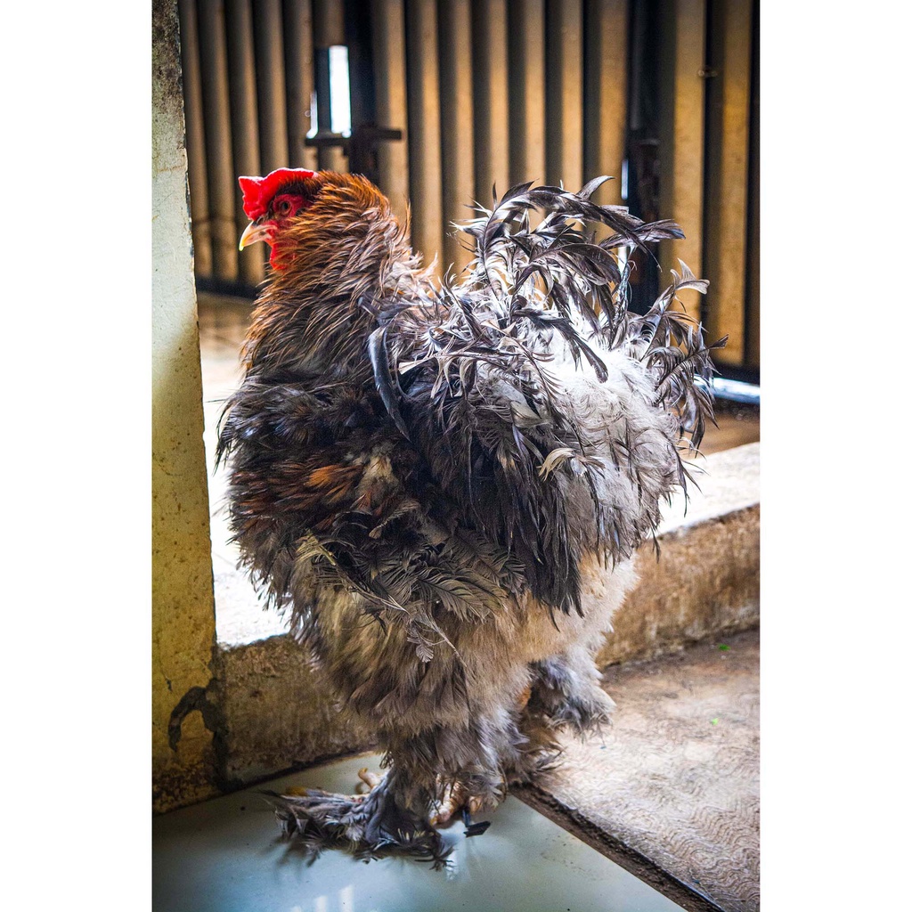 Indukan Ayam Brahma | JUAL MURAH