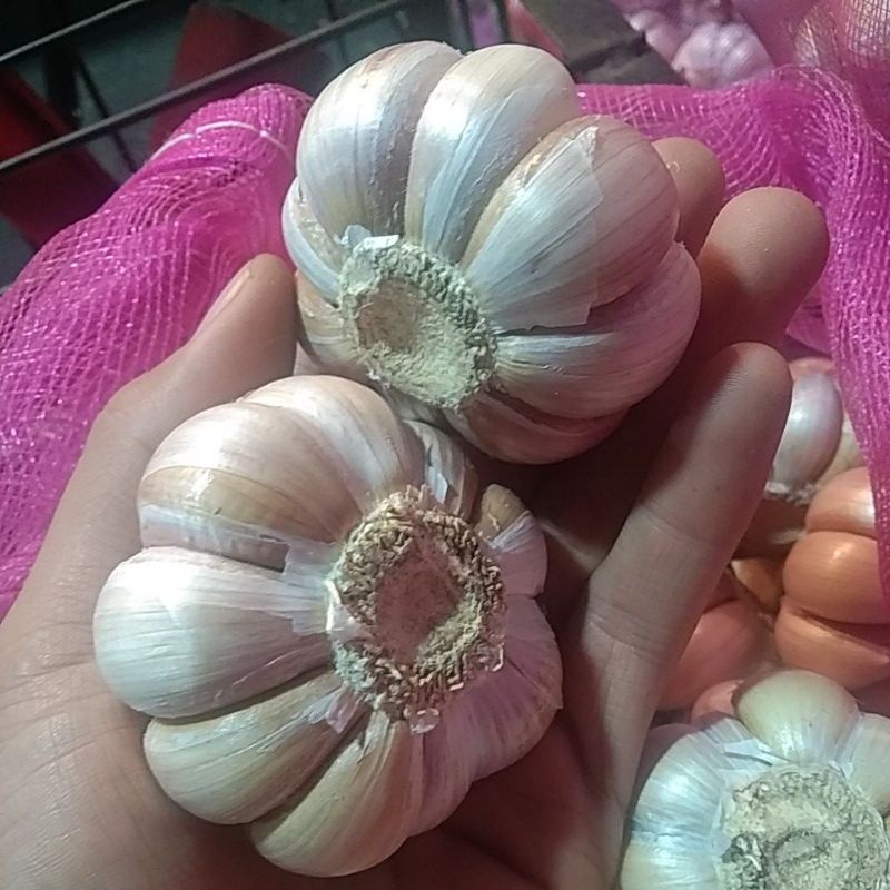 

Bawang Putih Cantik