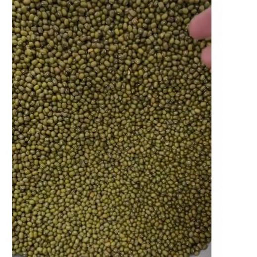 

✨COD✨ 1000gr Kacang Hijau - Green Mung Beans - Premium - Bersih gas !!