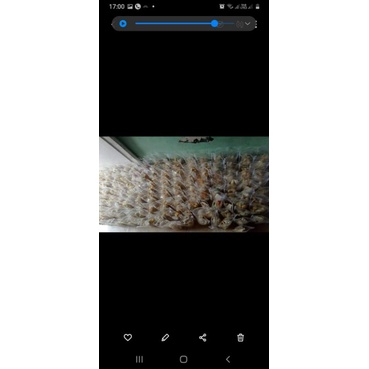 

cuangki tanpa baso aci 10 pcs