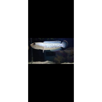 REAL Canna Stewarti 5cm Karbianglong free Pelet