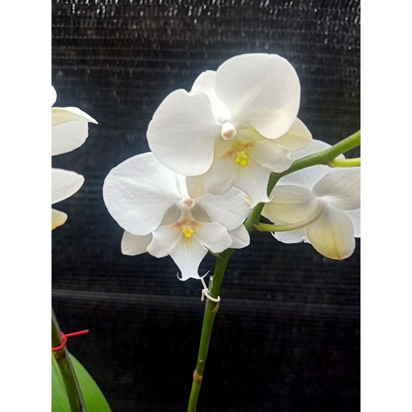 anggrek bulan mini putih