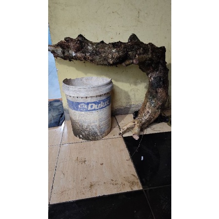 bahan bonsai dongkelan wunggu bungur berkarakter angker 20kg