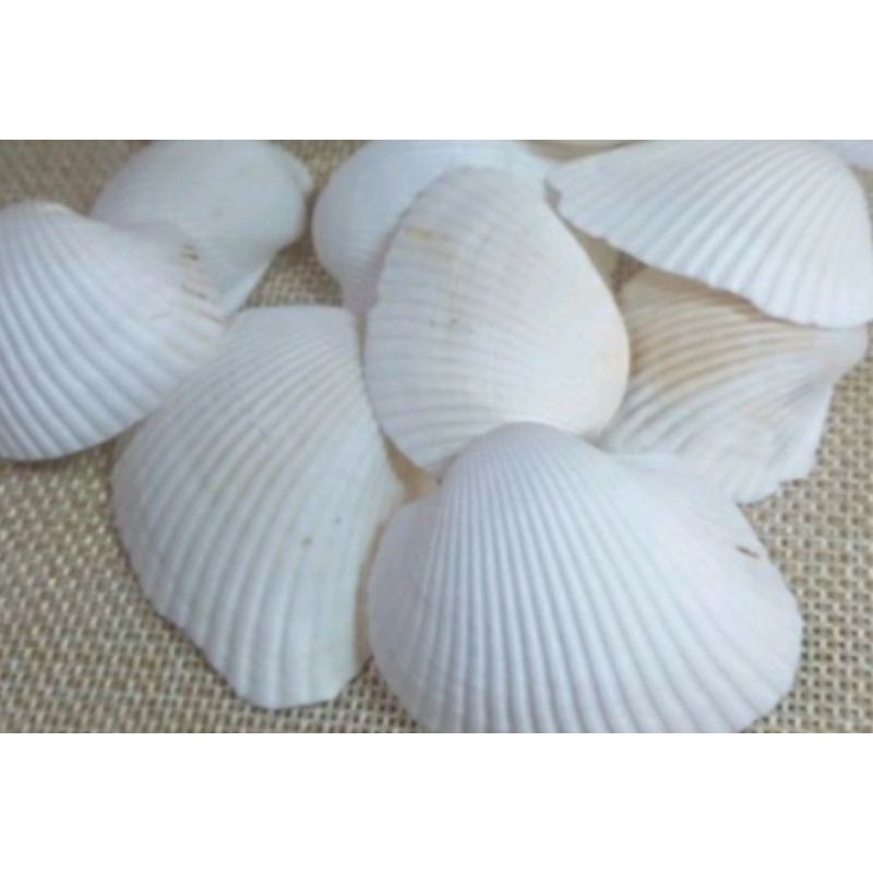 cangkang kerang totok