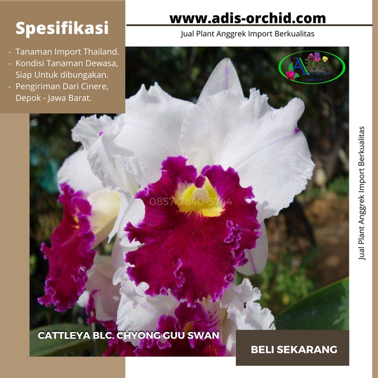 Anggrek Cattleya Blc. Chyong Guu Swan