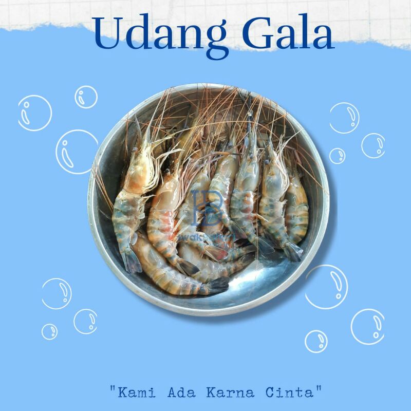 

Udang Gala Segar Preorder