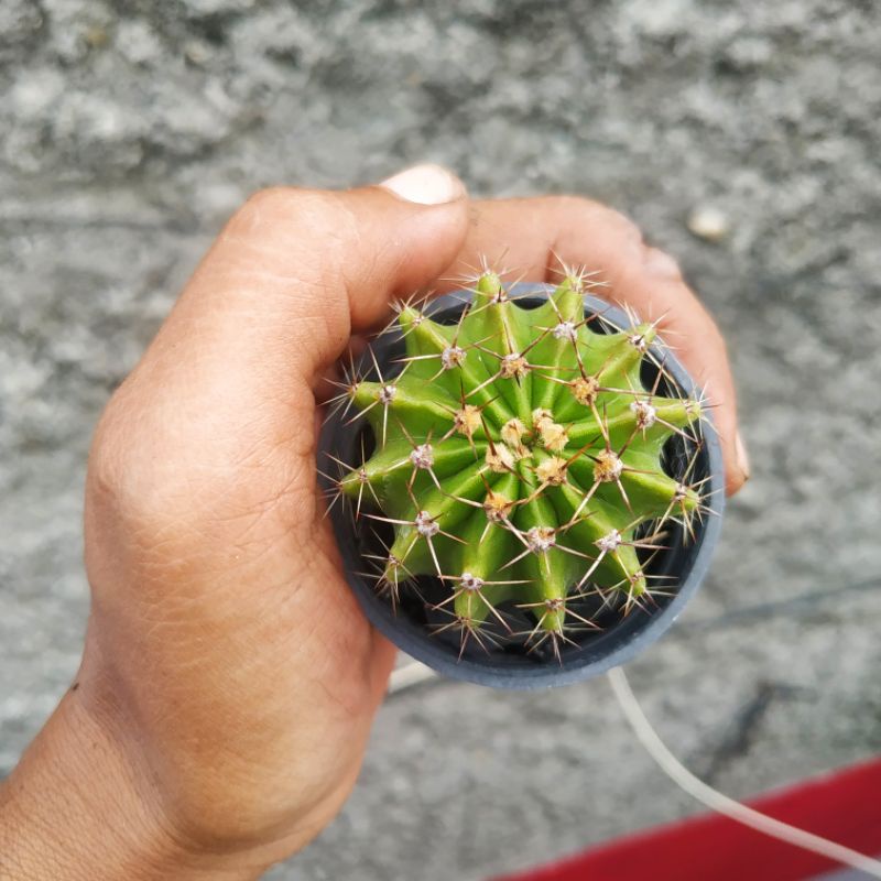 kaktus echinopsis oxygona/kaktus ownroot