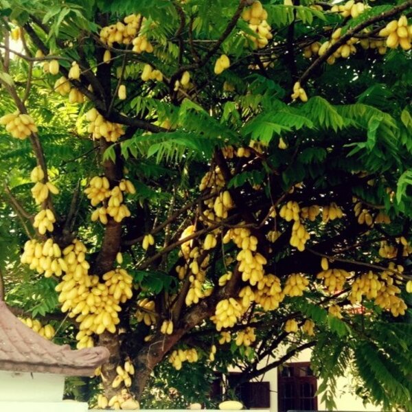 Benih Tanaman Buah Belimbing Wuluh Kuning Valid