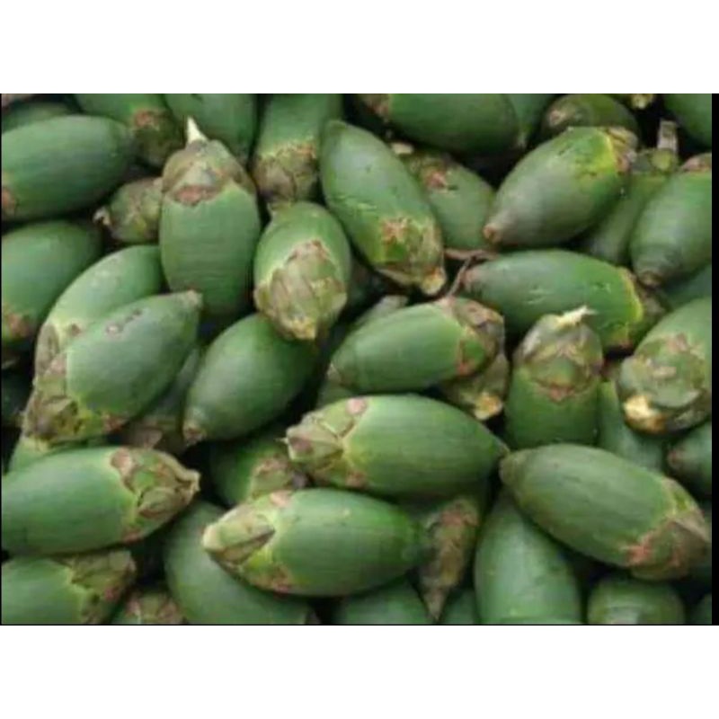 

pinang muda untuk obat