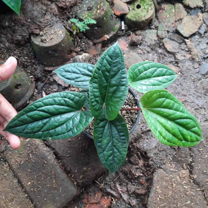 { BISA COD } tanaman anthurium luxurian / anthurium sirih