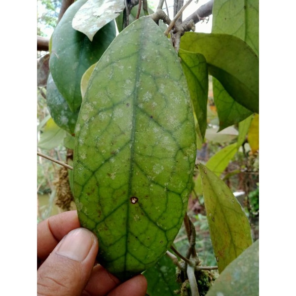 hoya sp borneo
