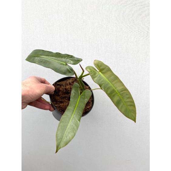 Tanaman hias philodendron atabapoense