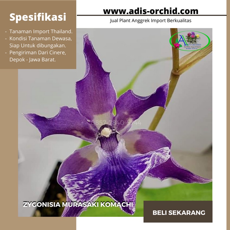 Anggrek Zygonisia Murasaki Komachi