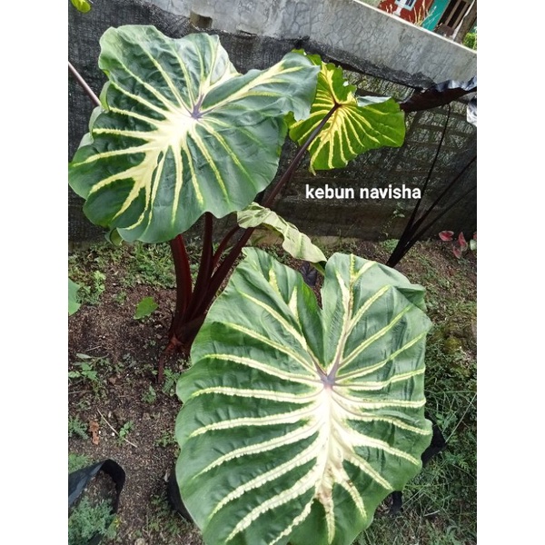 colocasia white lava dewasa