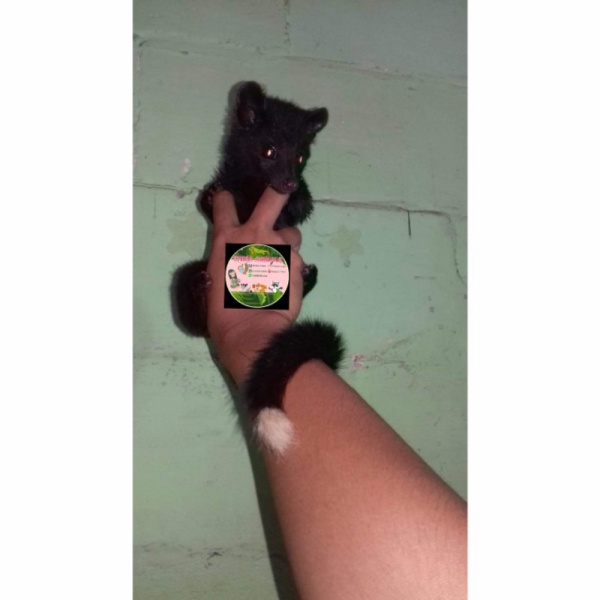 Jual perkakas Musang Lombok Exput Full Black 26SZ2 Diskon