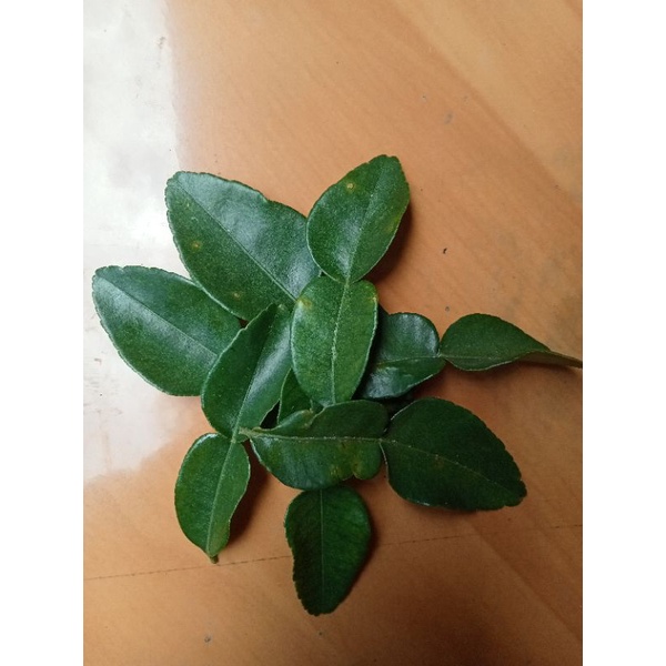 

Daun jeruk Purut segar