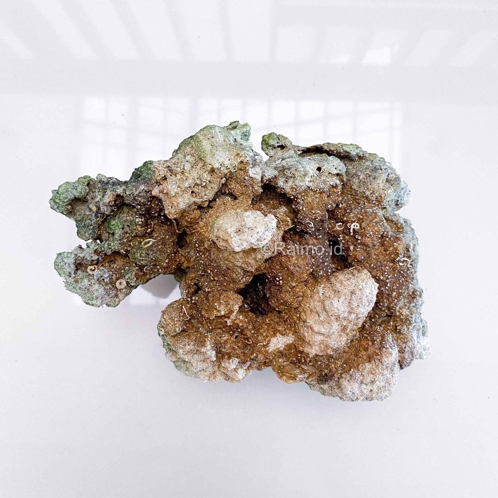 Live Rock Batu Karang hidup pengurai amoniak nitrat aquarium air laut