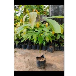 Bibit Matoa Merah, Siap Berbuah