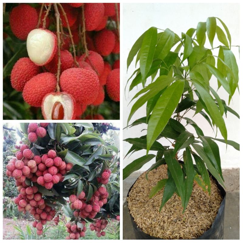 Bibit Leci Madu Merah Dataran Rendah Hasil Cangkok