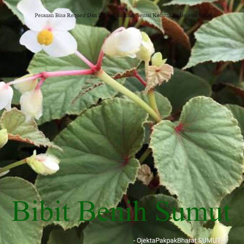 Tanaman Begonia Grandis Koes Begonia Hutan Sumatera Tanaman Hutan Simsim indoor outdoor Bila ingin order banyak bisa kami buatkan link khusus ya kak