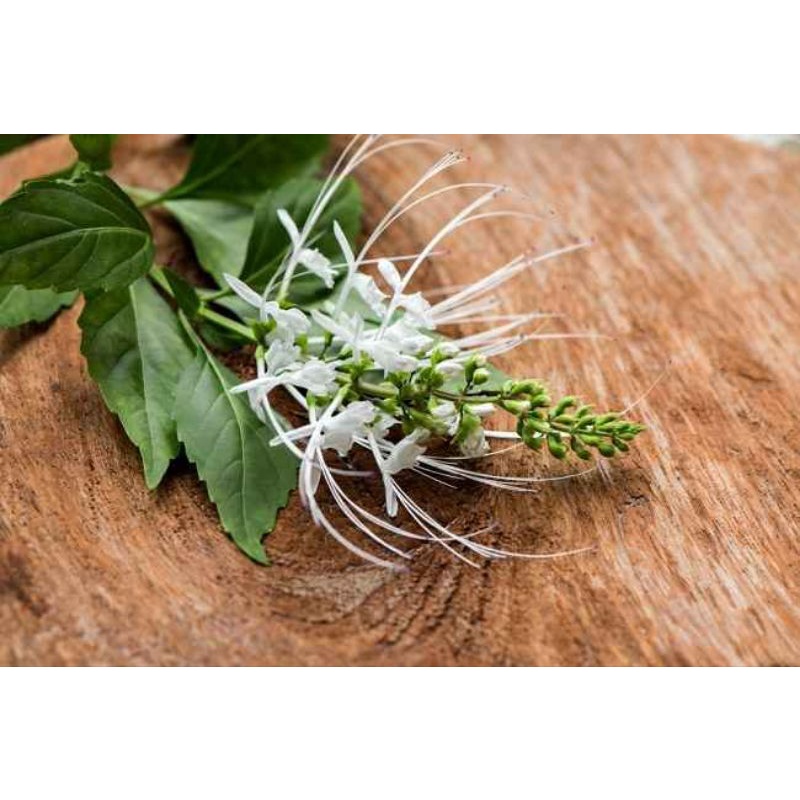

Promo Daun kumis kucing 500 gram fresh & organic