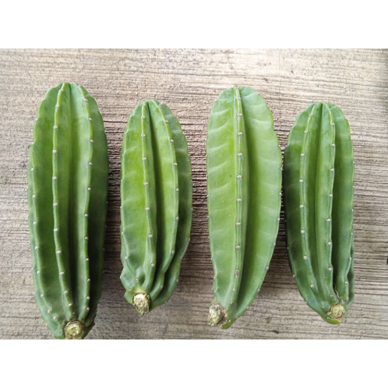 kaktus koboi kaktus koboi tanpa duri kaktus koboi 30-39cm