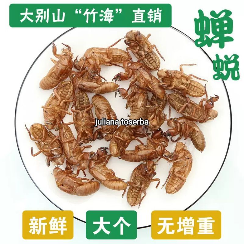 

Cin Chan Tui 金蟬蛻 Golden Periostracum Tonggeret 10 gram