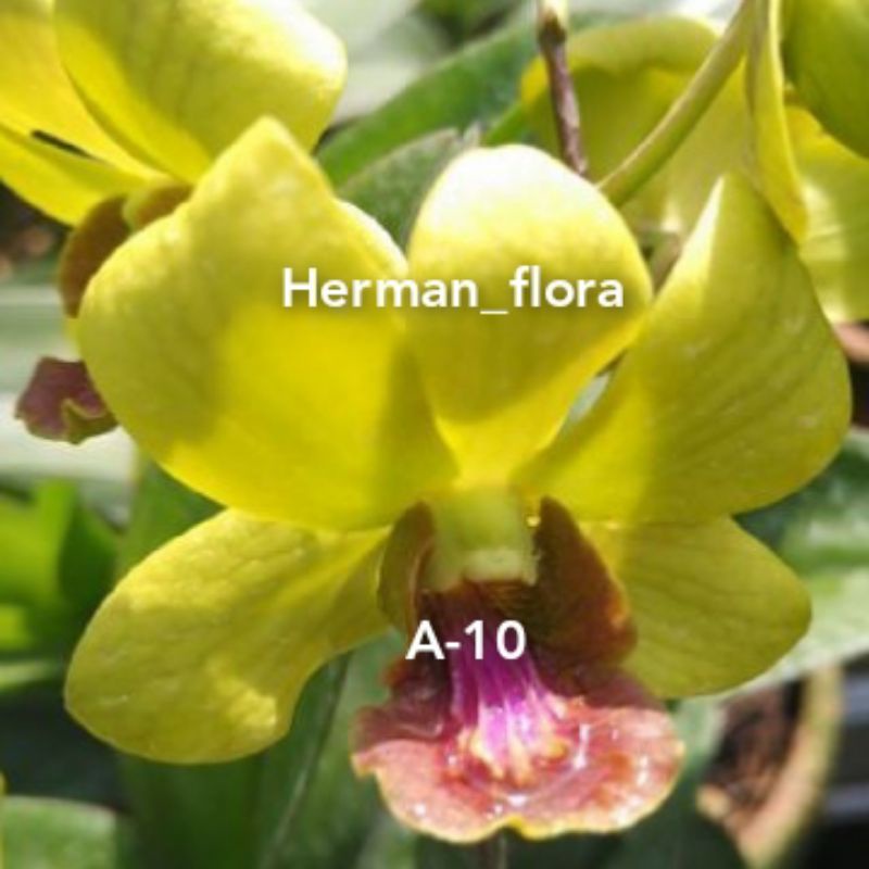 anggrek Dendrobium dewasa yellow // anggrek Dendrobium
