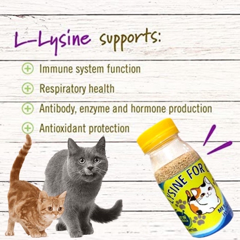 Vitamin Kucing Penambah Nafsu Makan Penggemuk Kucing Kitten