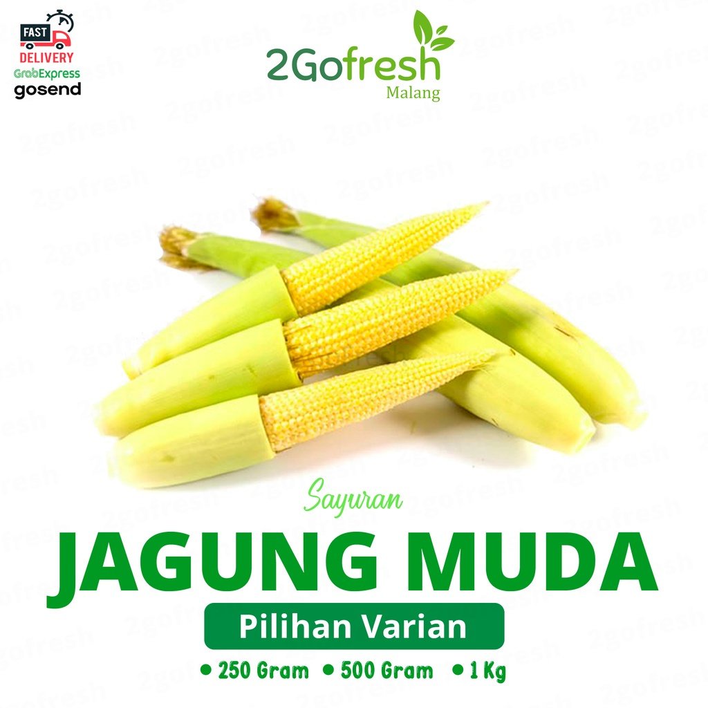 

Jagung Muda/ Baby/ Mini Fresh - Sayur Sayuran